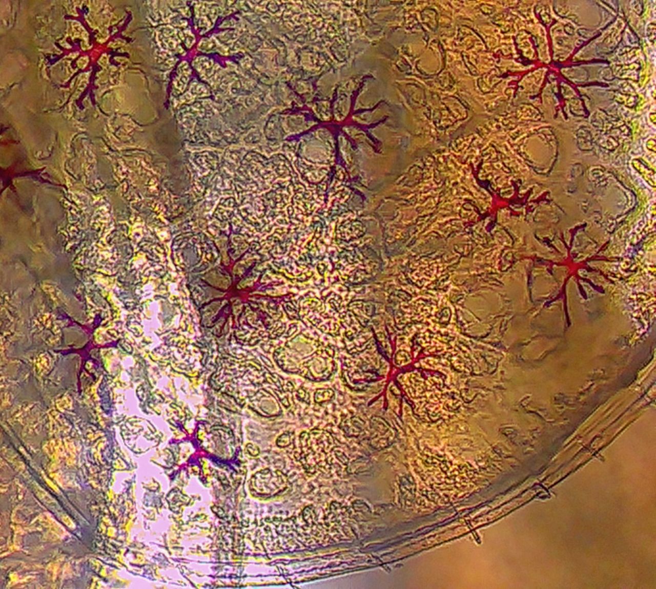 Un minuscolo abitante degli scogli: anatomia e biologia di un anfipode marino